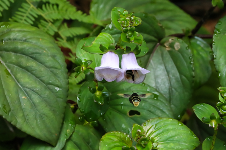 Bees waiting their turn